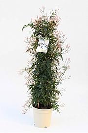 Jasminum Polyanthum Ø17