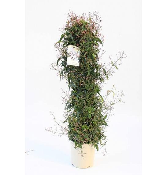 Jasminum Polyanthum Ø20