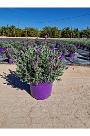Lavandula Stoechas Ø23