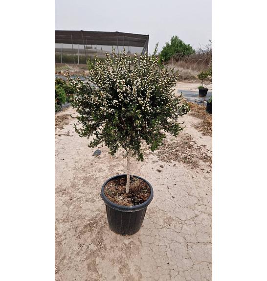 Leptospermum Scoparium Ø40