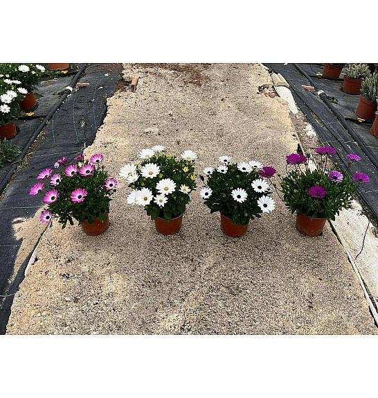 Osteospermum Ecklonis Ø15