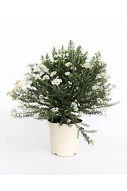 Ozothamnus Rosmarinifolius Ø20