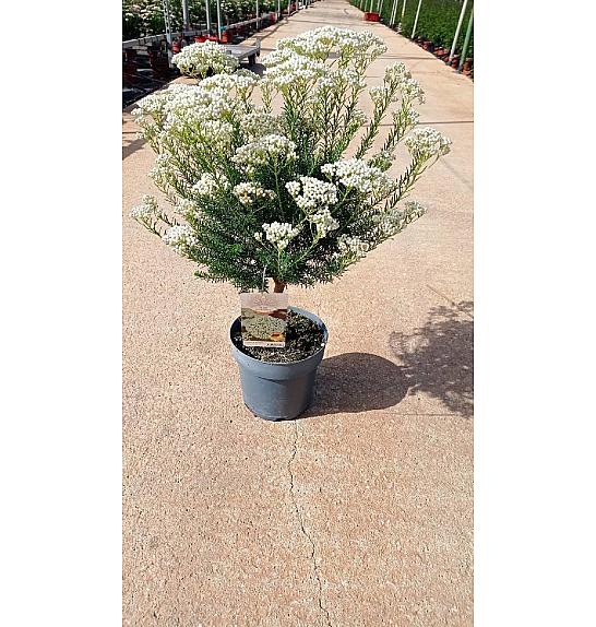 Ozothamnus Rosmarinifolius Ø20