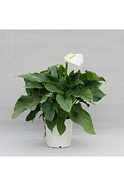 Zantedeschia (Calla) Ø17