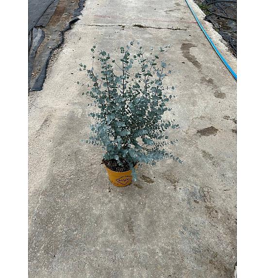 Eucalyptus Gunnii Azura Downunder Dreams Ø18