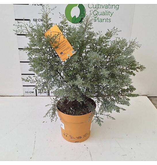 Eucalyptus Gunnii France Bleu Downunder Dreams Ø24