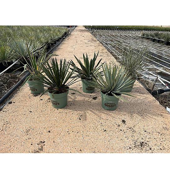 Yucca Mix Western Desert Dreams Ø18