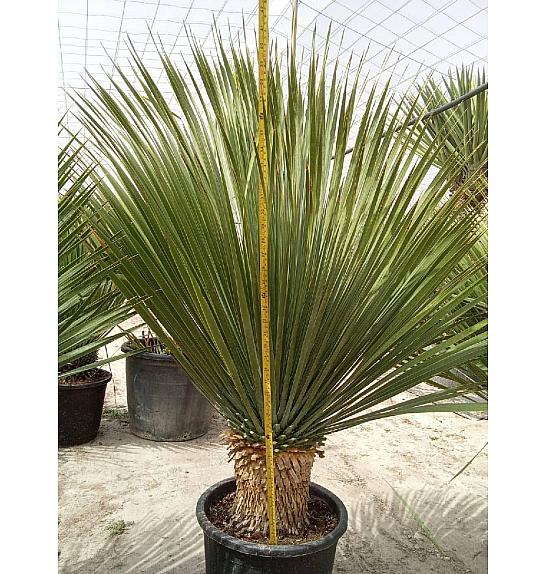 Yucca Rostrata Ø35