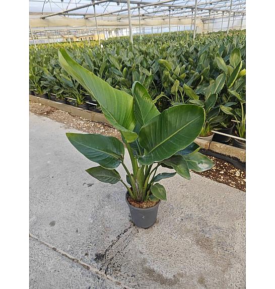 Strelitzia Augusta Nicolai Ø18