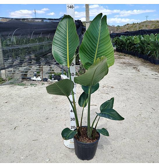 Strelitzia Augusta Nicolai Ø30