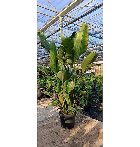 Strelitzia Augusta Nicolai Ø55