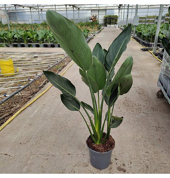 Strelizia Reginae Ø18