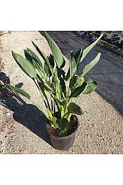 Strelizia Reginae Ø33