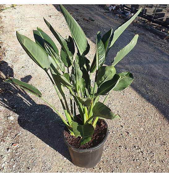 Strelizia Reginae Ø33