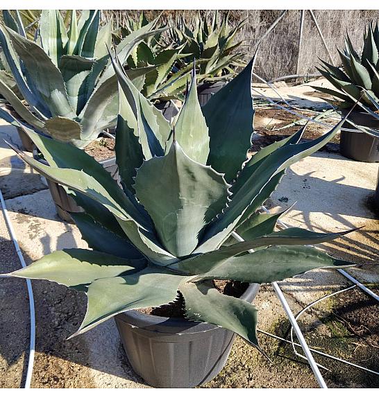 Agave Mix Ø55