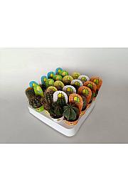 Cactus Mix Ø5