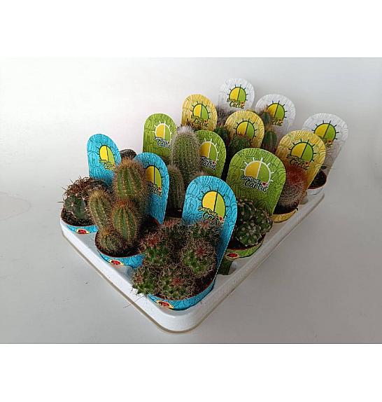 Cactus Mix Ø8