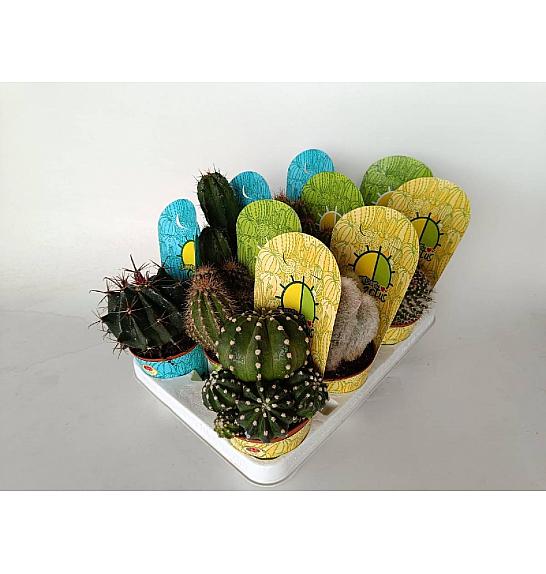 Cactus Mix Ø10
