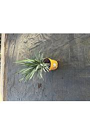 Dianella Blue Stream Downunder Dreams Ø18