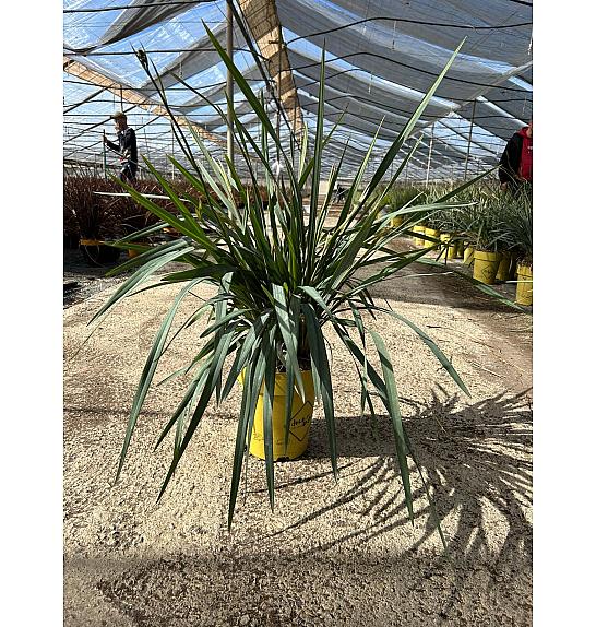 Dianella Blue Stream Downunder Dreams Ø24