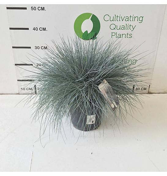 Festuca Glauca Intense Blue Ø20