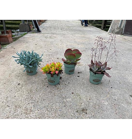 Kalanchoe Mix Western Desert Dreams Ø14