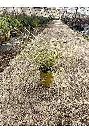 Lomandra Downunder Dreams Ø24