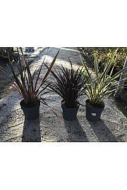 Phormium Mix Downunder Dreams Ø30