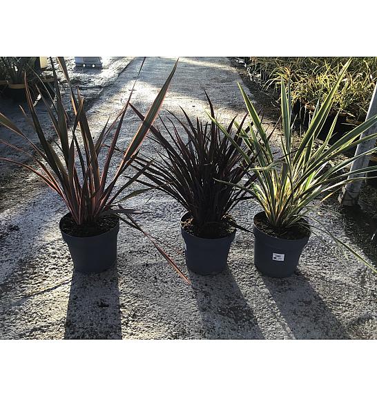 Phormium Mix Downunder Dreams Ø30