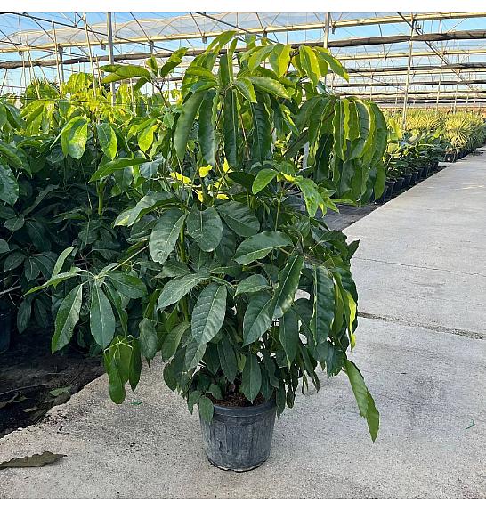 Schefflera Actinophylla Ø40