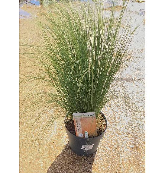 Stipa Pony Tails Ø20