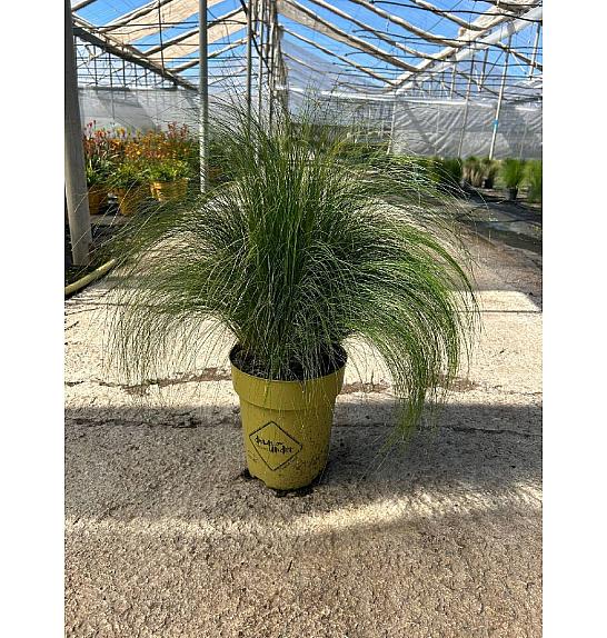 Stipa Pony Tails Ø23