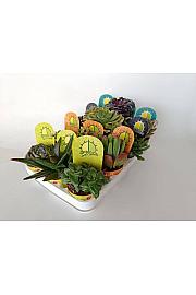 Succulent Plant Mix Ø8
