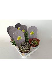 Succulent Plant Mix Ø12