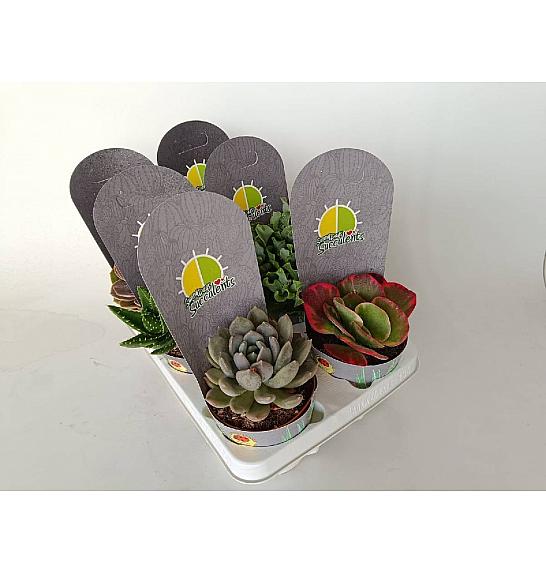 Succulent Plant Mix Ø12