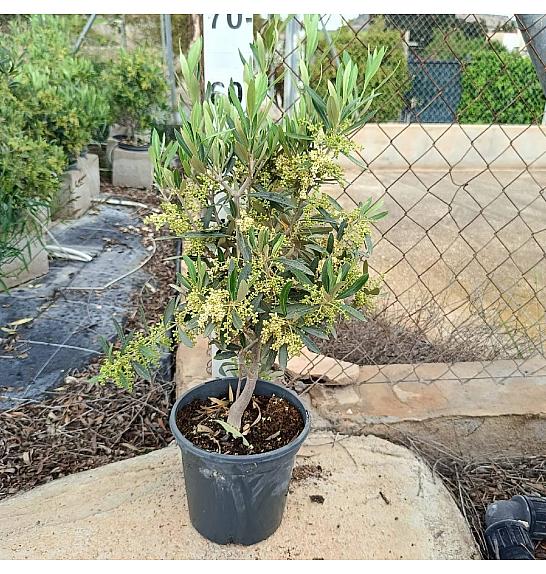 Olea Europaea Ø18