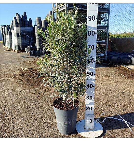 Olea Europaea Ø26