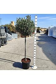 Olea Europaea Ø40