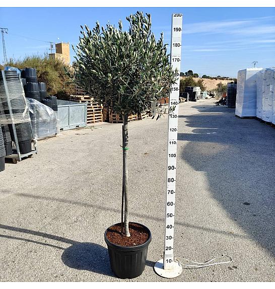 Olea Europaea Ø40