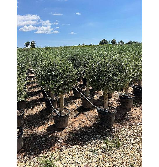 Olea Europaea Ø40