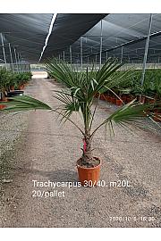 Trachycarpus Fortunei Ø35