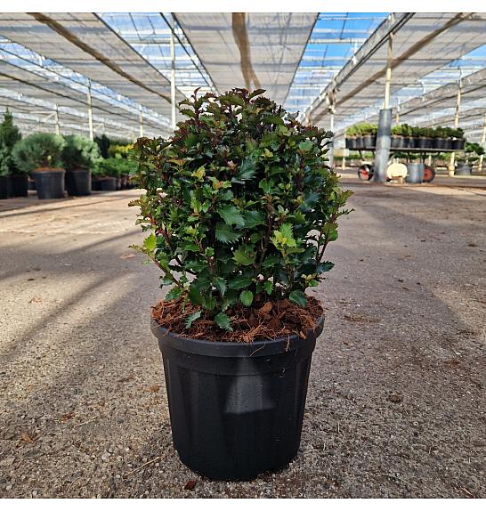 Ilex meserveae Little Rascal C4,5 Lit. 25/+ cm Krogla