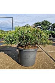 Pinus mugo Pumuckel C12 Lit. 40-50 cm Krogla