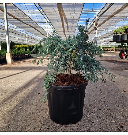 Cedrus deodara Feeling Blue C8 Lit. 30-40 cm