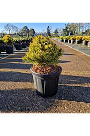 Pinus mugo Wintergold C6 Lit. 20/+ cm