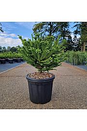 Cryptomeria japonica Dinger C8 Lit. 35-40 cm