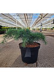 Cedrus libani Hedgehog C5 Lit. 25-30 cm