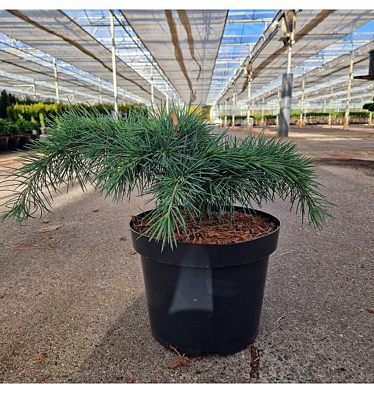 Cedrus libani Hedgehog C5 Lit. 25-30 cm