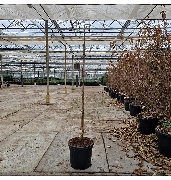 Ginkgo biloba Beijing Gold C15 Lit. 100-120 cm