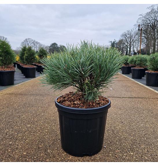 Pinus sylvestris Watereri C8 Lit. 25-30 cm Krogla